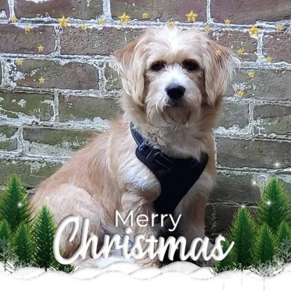 Meet your Posher, Christopher - Picture 1 of 1